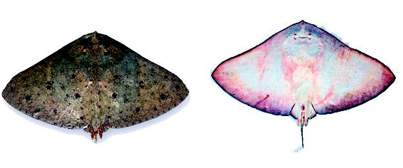 Gymnura altavela_06.jpg